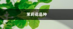 茉莉花品种，茉莉花像什么（茉莉花的图片）