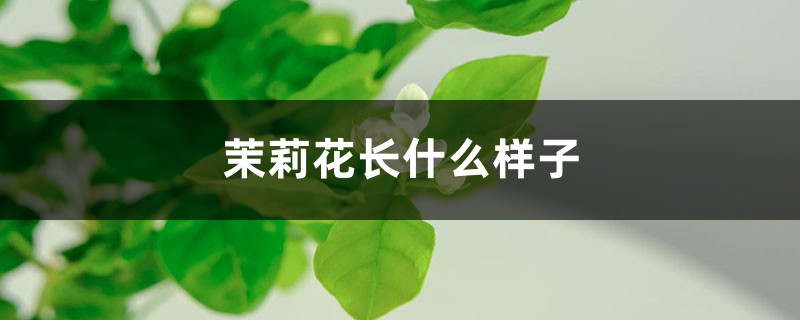 茉莉花长什么样子，茉莉花代表什么