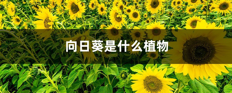 向日葵是什么植物（重瓣向日葵）