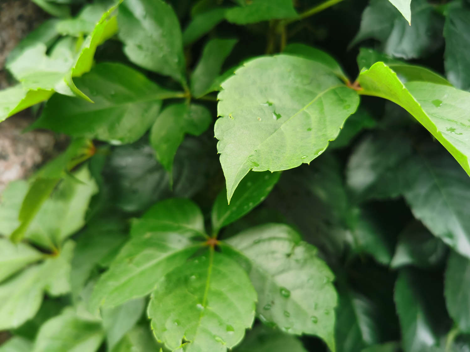 爬山虎 爬山虎
