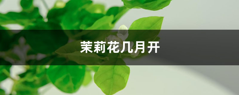 茉莉花几月开，茉莉花一年开几次