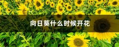 向日葵什么时候开花，向日葵图片