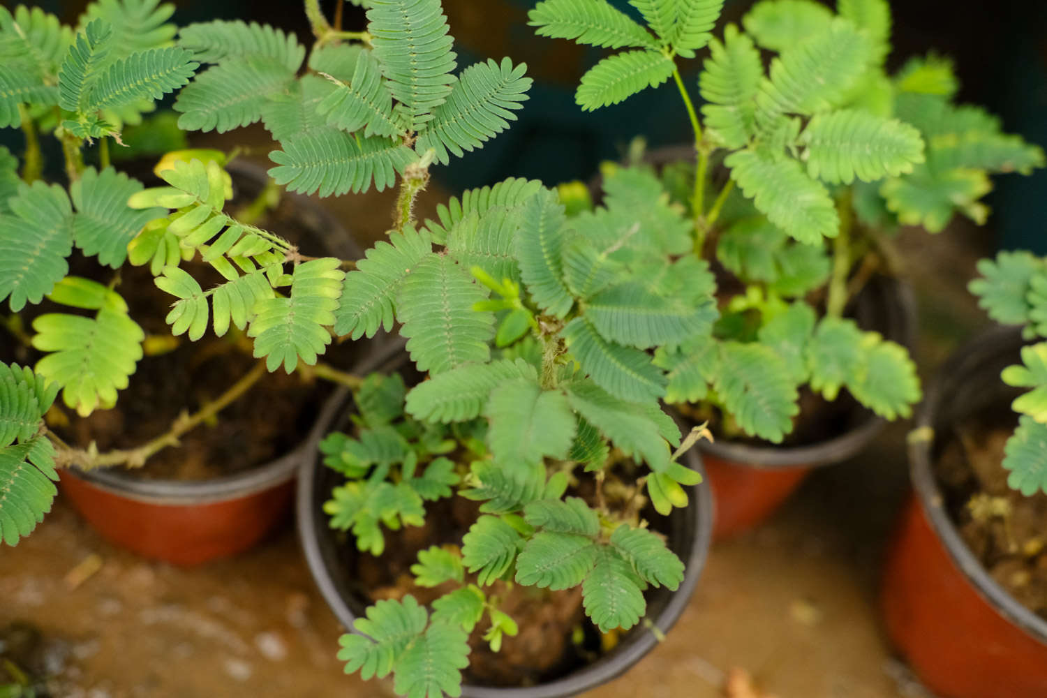 含羞草 含羞草
