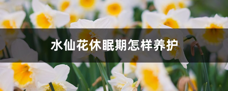 水仙花休眠期怎样养护,水仙花休眠期过后怎么管理 水仙花休眠期怎样养护,水仙花休眠期过后怎么管理