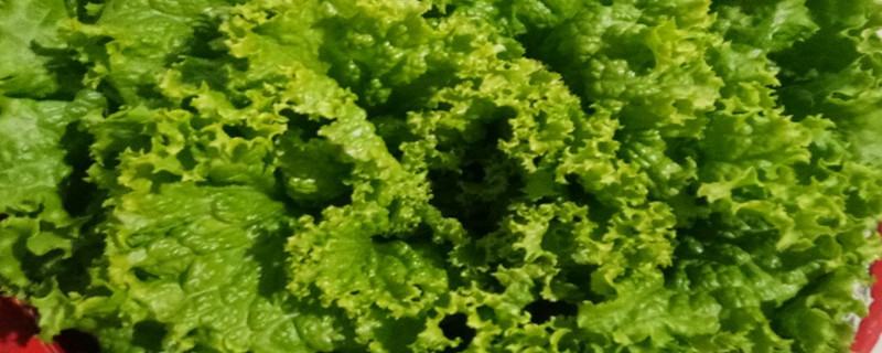 生菜球和生菜的区别 生菜球和生菜的区别
