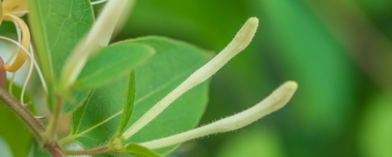 金银花与金莲花的区别 金银花与金莲花的区别