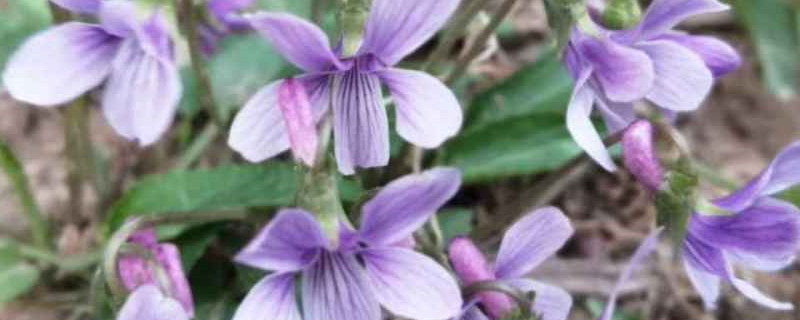 紫花地丁与黄花地丁的区别 紫花地丁与黄花地丁的区别
