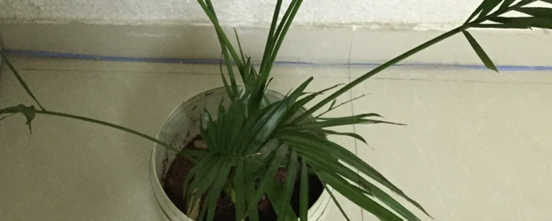 散尾葵和棕竹的区别 散尾葵和棕竹的区别