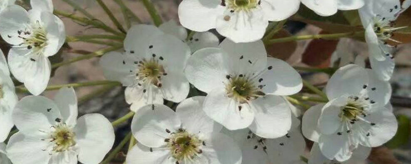 梨树和苹果树的区别 梨树和苹果树的区别