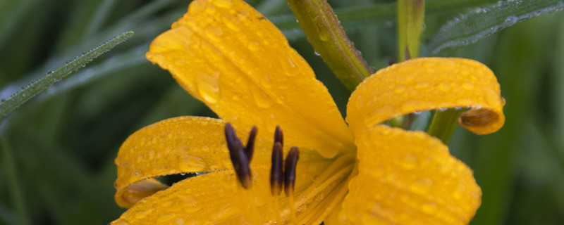 萱草和百合花的区别 萱草和百合花的区别