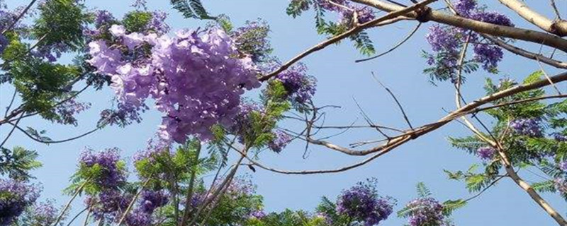 蓝花楹与红花楹区别 蓝花楹与红花楹区别