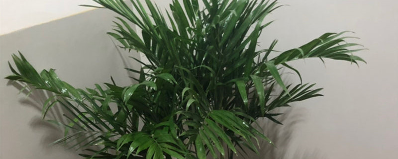 夏威夷椰子和袖珍椰子的区别 夏威夷椰子和袖珍椰子的区别