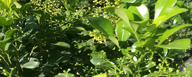 千里香与米兰的区别 千里香与米兰的区别