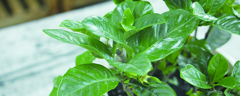 水仙花和栀子花区别 水仙花和栀子花区别