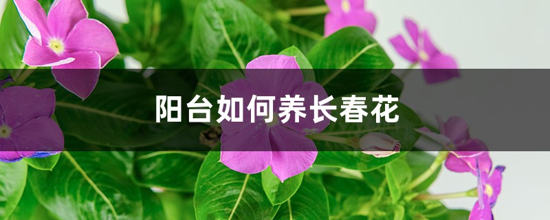 阳台如何养长春花,需要注意什么 阳台如何养长春花,需要注意什么