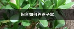 阳台如何养燕子掌，需要注意什么