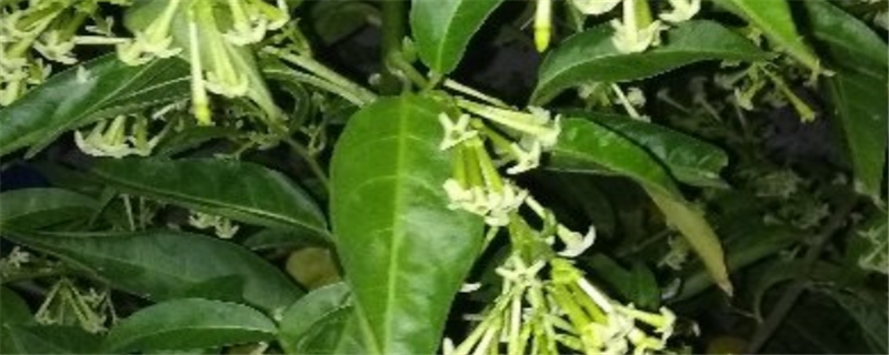 夜来香与紫茉莉区别 夜来香与紫茉莉区别