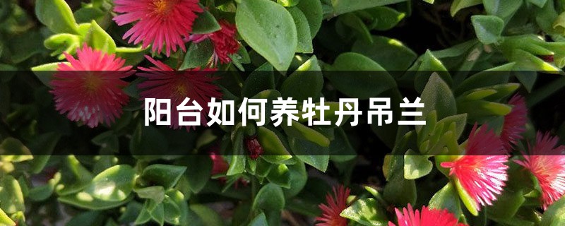 阳台如何养牡丹吊兰,需要注意什么 阳台如何养牡丹吊兰,需要注意什么