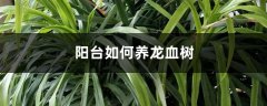 阳台如何养龙血树，需要注意什么