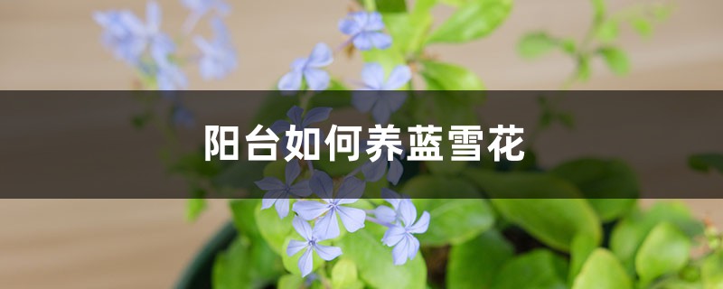 阳台如何养蓝雪花，需要注意什么