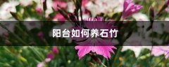 阳台如何养石竹，需要注意什么