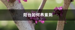 阳台如何养紫荆，需要注意什么