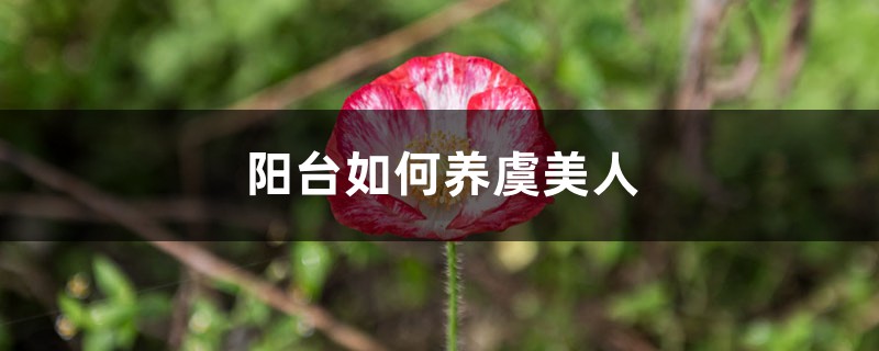 阳台如何养虞美人,需要注意什么 阳台如何养虞美人,需要注意什么