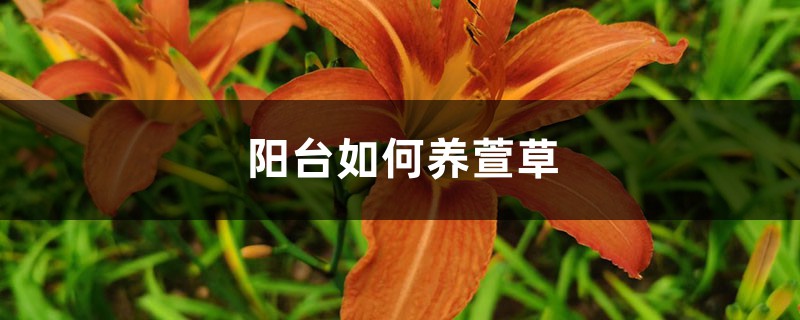 阳台如何养萱草,需要注意什么 阳台如何养萱草,需要注意什么