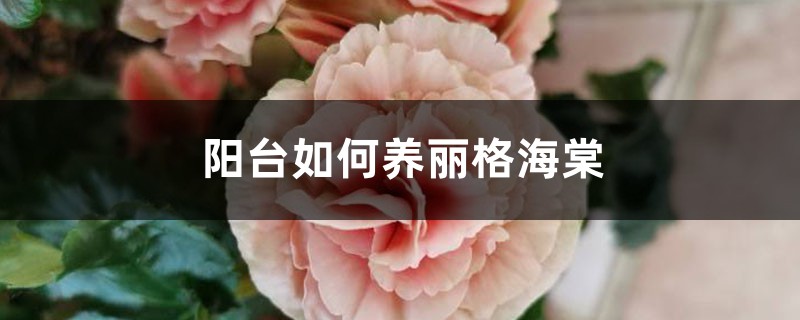 阳台如何养丽格海棠,需要注意什么 阳台如何养丽格海棠,需要注意什么