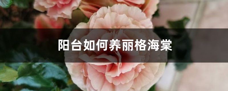 阳台如何养丽格海棠，需要注意什么