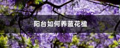 阳台如何养蓝花楹，需要注意什么