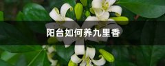 阳台如何养九里香，需要注意什么