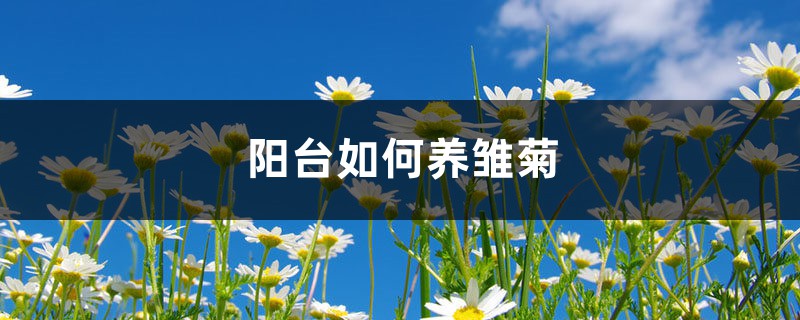 阳台如何养雏菊，需要注意什么