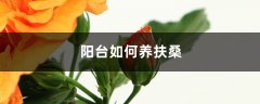 阳台如何养扶桑，需要注意什么