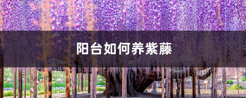 阳台如何养紫藤,需要注意什么 阳台如何养紫藤,需要注意什么