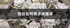 阳台如何养子持莲华，需要注意什么