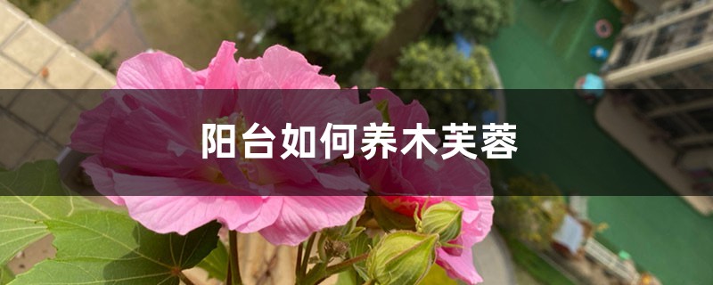 阳台如何养木芙蓉，需要注意什么