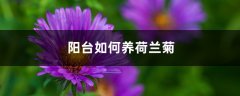 阳台如何养荷兰菊，需要注意什么