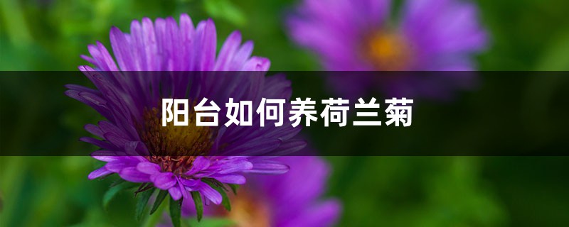 阳台如何养荷兰菊,需要注意什么 阳台如何养荷兰菊,需要注意什么