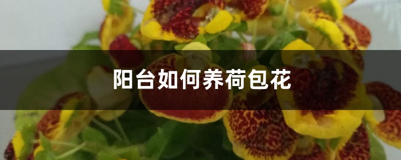 阳台如何养荷包花,需要注意什么 阳台如何养荷包花,需要注意什么