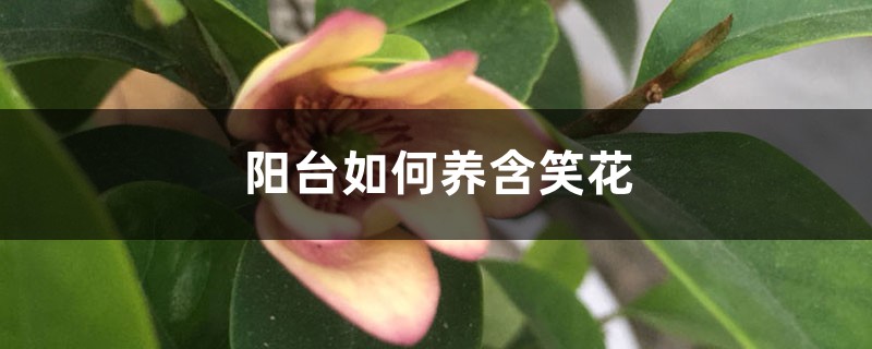 阳台如何养含笑花,需要注意什么 阳台如何养含笑花,需要注意什么