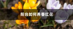 阳台如何养番红花，需要注意什么