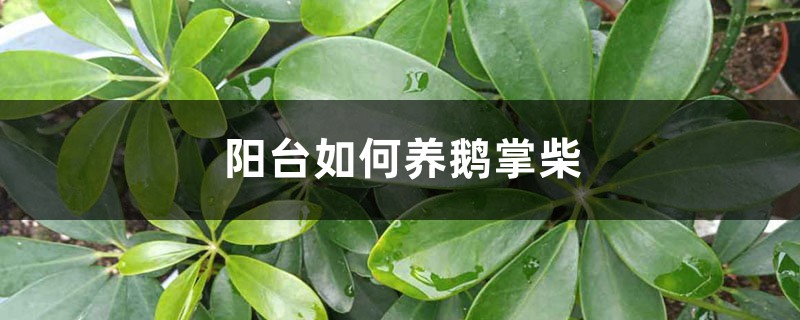 阳台如何养鹅掌柴,需要注意什么 阳台如何养鹅掌柴,需要注意什么