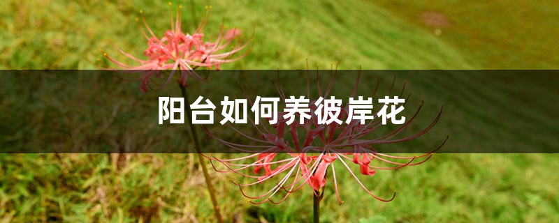 阳台如何养彼岸花,需要注意什么 阳台如何养彼岸花,需要注意什么