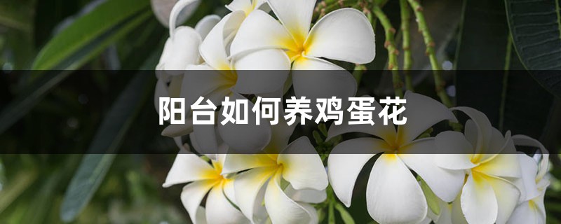 阳台如何养鸡蛋花,需要注意什么 阳台如何养鸡蛋花,需要注意什么