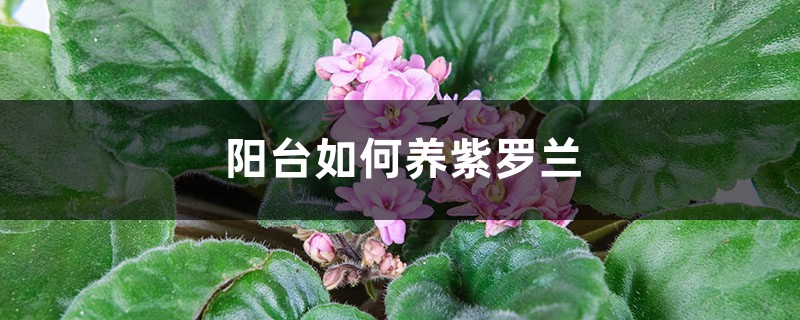 阳台如何养紫罗兰,需要注意什么 阳台如何养紫罗兰,需要注意什么