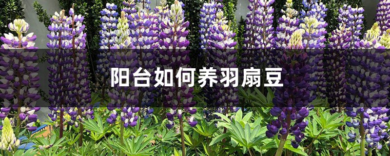 阳台如何养羽扇豆,需要注意什么 阳台如何养羽扇豆,需要注意什么