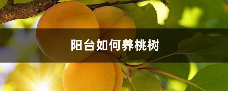 阳台如何养桃树,需要注意什么 阳台如何养桃树,需要注意什么