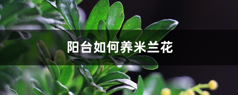 阳台如何养米兰花,需要注意什么 阳台如何养米兰花,需要注意什么