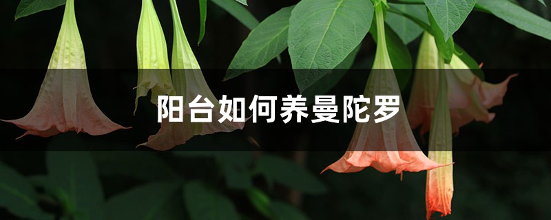 阳台如何养曼陀罗,需要注意什么 阳台如何养曼陀罗,需要注意什么